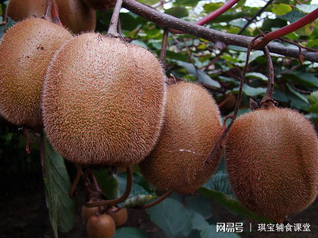 5种鲜榨果汁做法营养丰富做法简单只彩神vll需3分钟