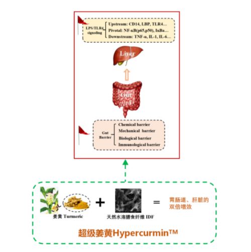 姜醒植物饮料呵护小心肝健康身体的彩神vll黄金守护者(图2)