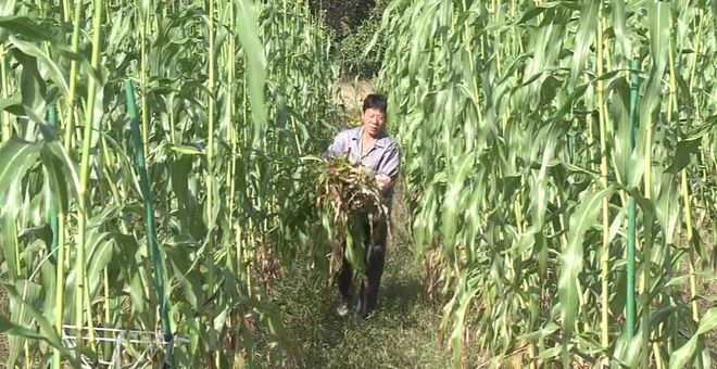 彩神vll今年崇明最后一茬甜芦粟上市！(图2)