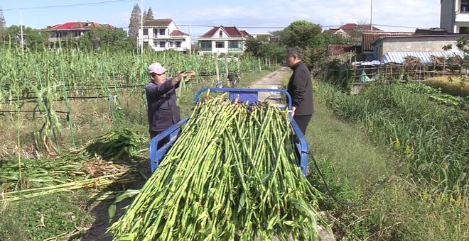彩神vll今年崇明最后一茬甜芦粟上市！(图3)