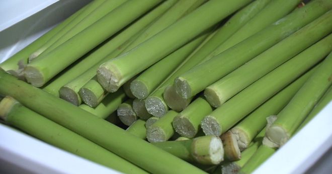 彩神vll今年崇明最后一茬甜芦粟上市！(图5)