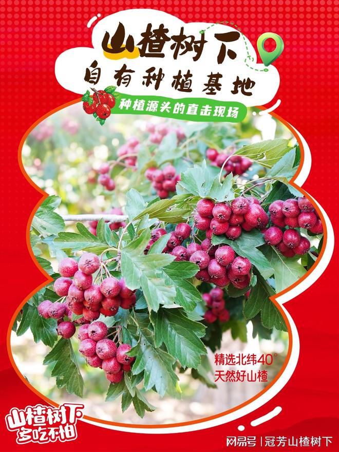 聚餐饮品搭档 山楂树下百分百果汁 酸甜爽口解腻回味无穷彩神vll(图3)