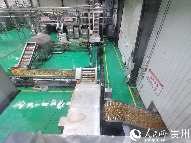 彩神vll贵州水城：“小刺梨”链出“大产业”