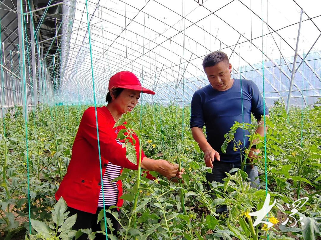 彩神vll果蔬“朴素”变身身价惊艳倍增(图2)