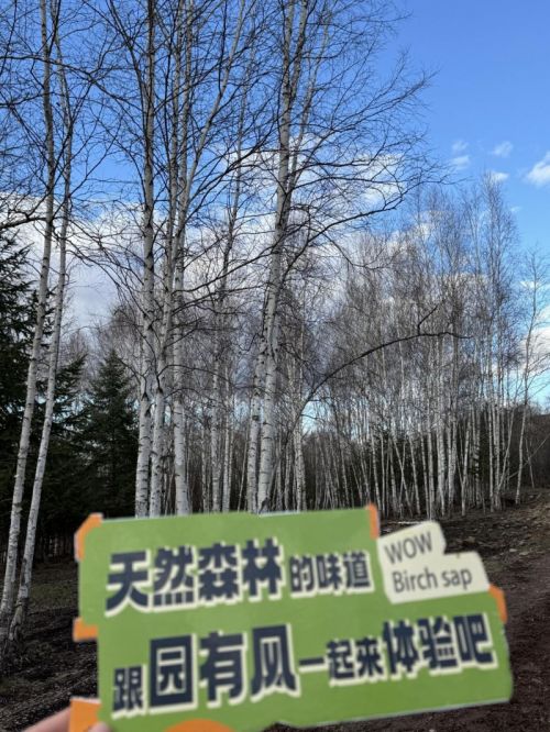 彩神vll园有风白桦树汁：全链把控、精准发力破局天然健康饮品