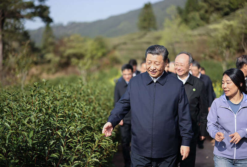 习近平总书记与“彩神vll茶”的故事(图4)