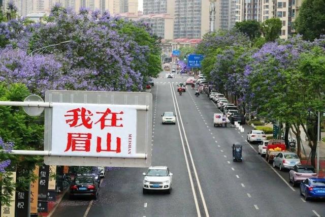 彩神vll眉山27公里蓝花楹盛开 花期将持续到下月(图1)