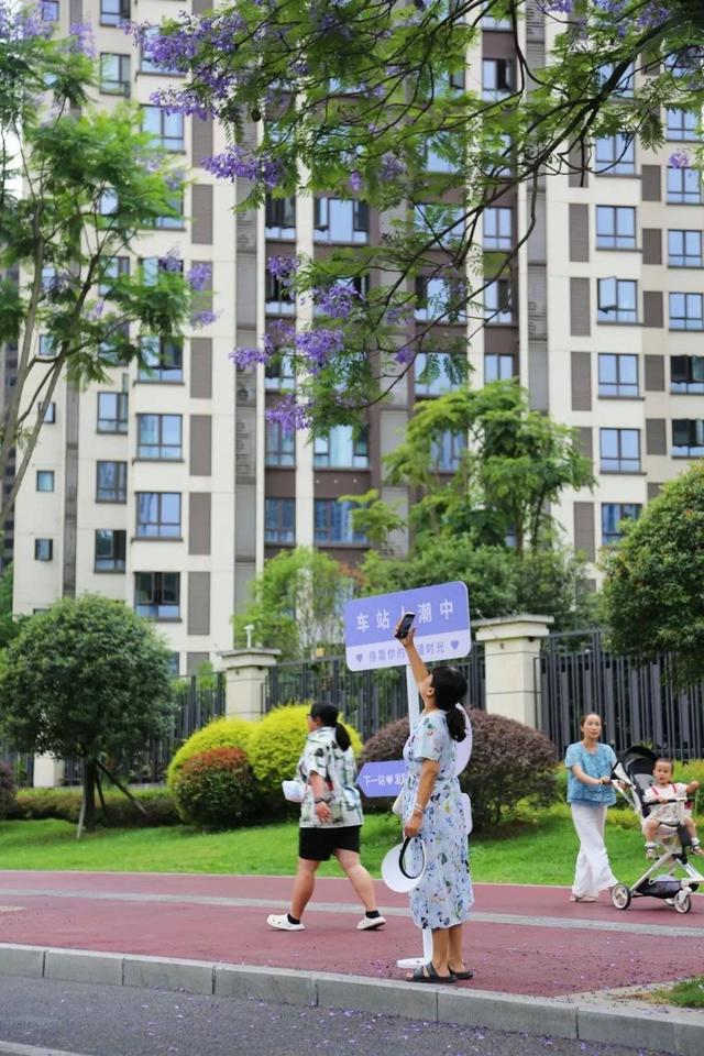 彩神vll眉山27公里蓝花楹盛开 花期将持续到下月(图6)