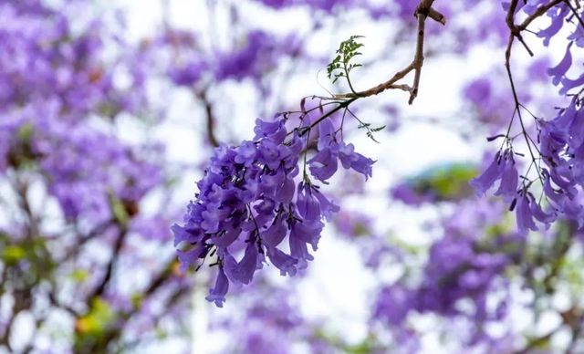 彩神vll眉山27公里蓝花楹盛开 花期将持续到下月(图5)