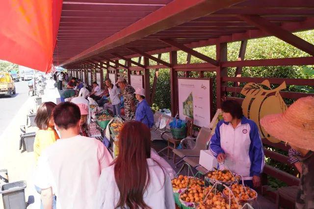 从古时贡品到城市IP塘栖枇杷何以常鲜？彩神vll(图2)