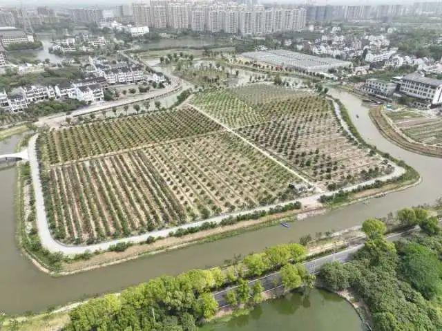 从古时贡品到城市IP塘栖枇杷何以常鲜？彩神vll(图7)